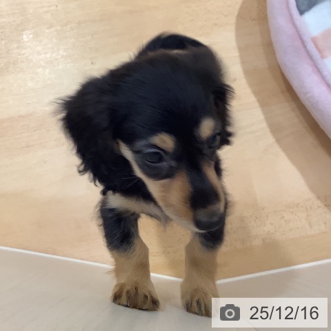 カニーンヘン・ダックスフンドの写真