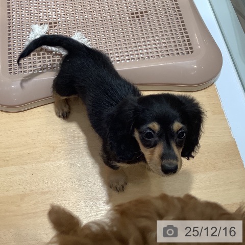 奈良県のカニンヘンダックスフンド(ロング) (ペットプラス 大和郡山店/2025年10月7日生まれ/女の子/ブラックイエロー)の子犬の4枚目の画像