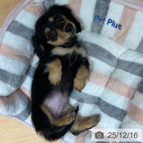 奈良県のカニンヘンダックスフンド(ロング) (ペットプラス 大和郡山店/2025年10月7日生まれ/女の子/ブラックイエロー)の子犬の3枚目の画像