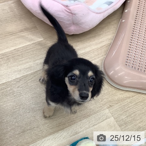 大阪府のカニンヘンダックスフンド(ロング) (ペットプラス りんくう泉南店/2025年10月7日生まれ/女の子/ブラックイエロー)の子犬の4枚目の画像