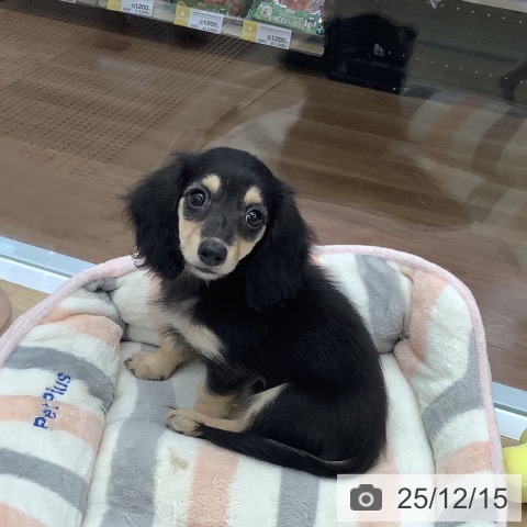 大阪府のカニンヘンダックスフンド(ロング) (ペットプラス りんくう泉南店/2025年10月7日生まれ/女の子/ブラックイエロー)の子犬の3枚目の画像