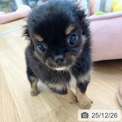 愛媛県のチワワ(ロング) (ペットプラス 新居浜店/2025年10月8日生まれ/男の子/ブラックタンホワイト)の子犬の4枚目の画像