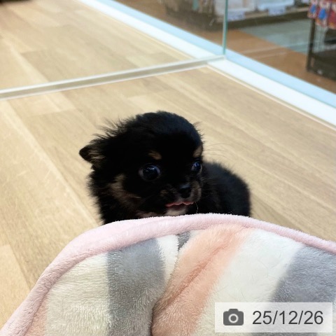 愛媛県のチワワ(ロング) (ペットプラス 新居浜店/2025年10月8日生まれ/男の子/ブラックタンホワイト)の子犬の3枚目の画像