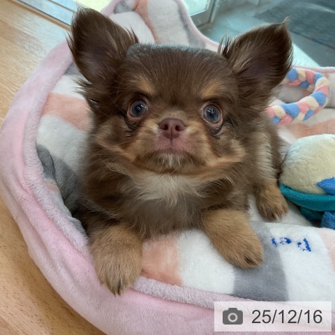 香川県のチワワ(ロング) (ペットプラス 綾川店/2025年10月8日生まれ/女の子/チョコレートタン)の子犬の4枚目の画像