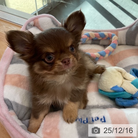 香川県のチワワ(ロング) (ペットプラス 綾川店/2025年10月8日生まれ/女の子/チョコレートタン)の子犬の3枚目の画像