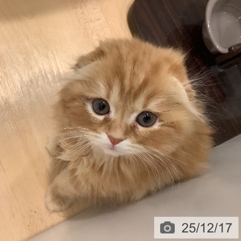 岡山県のスコティッシュフォールド (ペットプラス 岡山店/2025年10月5日生まれ/女の子/レッドタビー)の子猫の4枚目の画像