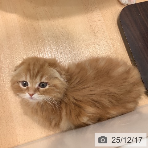 岡山県のスコティッシュフォールド (ペットプラス 岡山店/2025年10月5日生まれ/女の子/レッドタビー)の子猫の3枚目の画像