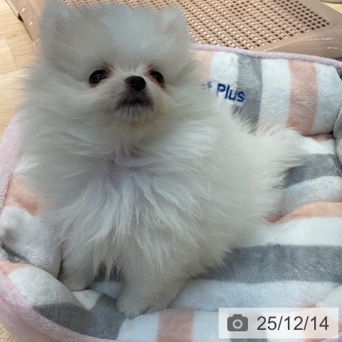 東京都のポメラニアン (ペットプラス アクアシティお台場店/2025年10月7日生まれ/女の子/クリーム)の子犬の4枚目の画像