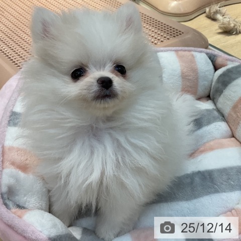 東京都のポメラニアン (ペットプラス アクアシティお台場店/2025年10月7日生まれ/女の子/クリーム)の子犬の3枚目の画像