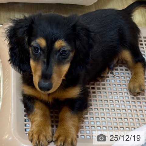 京都府のカニンヘンダックスフンド(ロング) (ペットプラス イオンモールKYOTO店/2025年10月5日生まれ/男の子/ブラックタン)の子犬の4枚目の画像