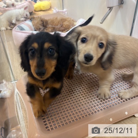 京都府のカニンヘンダックスフンド(ロング) (ペットプラス イオンモールKYOTO店/2025年10月5日生まれ/男の子/ブラックタン)の子犬の4枚目の画像