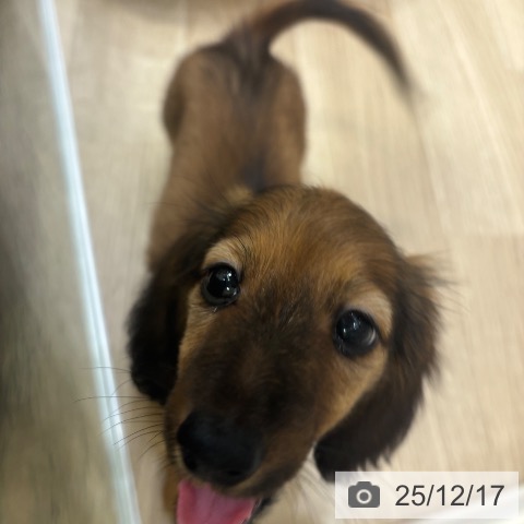 大阪府のカニンヘンダックスフンド(ロング) (ペットプラス 堺北花田店/2025年10月7日生まれ/男の子/レッド)の子犬の4枚目の画像