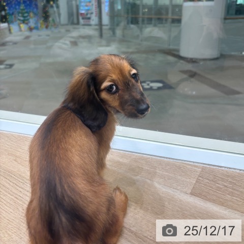 大阪府のカニンヘンダックスフンド(ロング) (ペットプラス 堺北花田店/2025年10月7日生まれ/男の子/レッド)の子犬の3枚目の画像