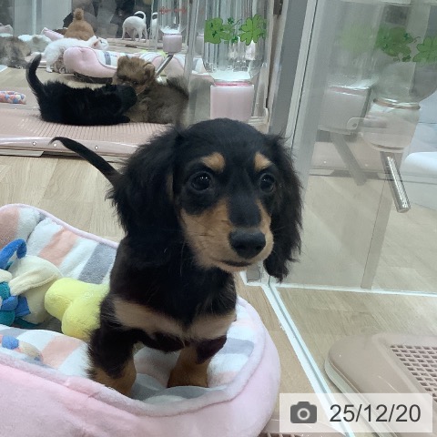 大阪府のカニンヘンダックスフンド(ロング) (ペットプラス 鶴見店/2025年10月7日生まれ/男の子/ブラックタン)の子犬の4枚目の画像