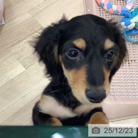 大阪府のカニンヘンダックスフンド(ロング) (ペットプラス 鶴見店/2025年10月7日生まれ/男の子/ブラックタン)の子犬の3枚目の画像