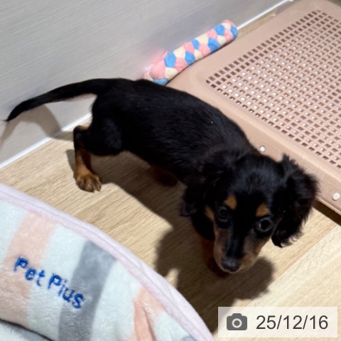 カニーンヘン・ダックスフンドの写真