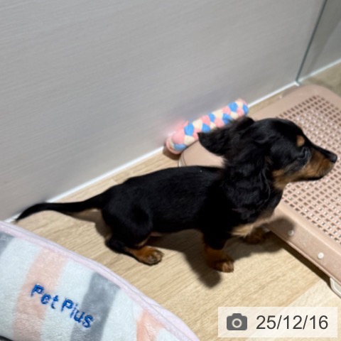 カニーンヘン・ダックスフンドの写真