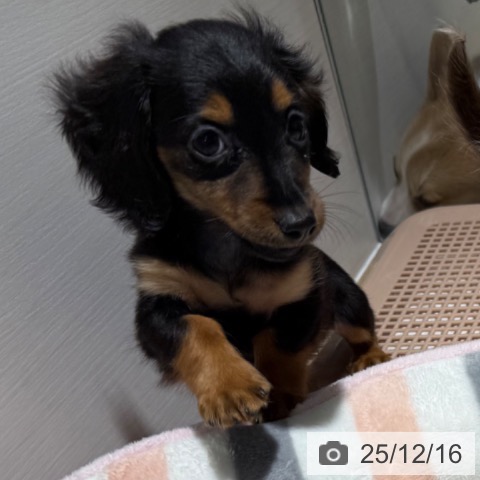 カニーンヘン・ダックスフンドの写真