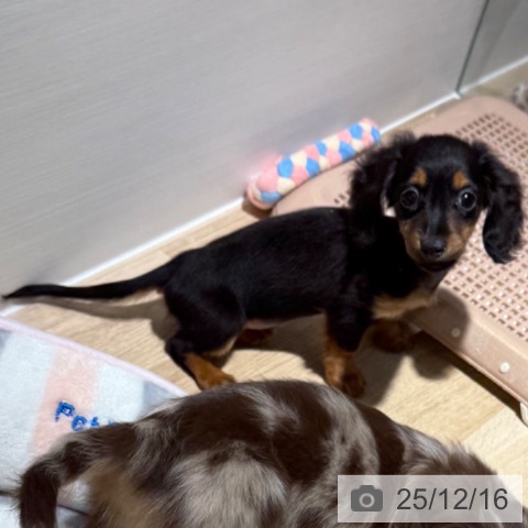 カニーンヘン・ダックスフンドの写真