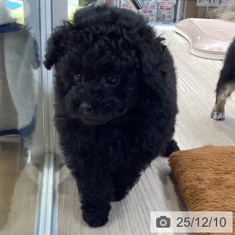 トイ・プードルの写真