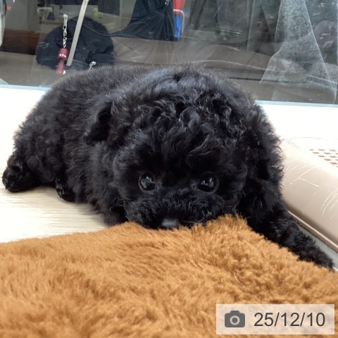 トイ・プードルの写真