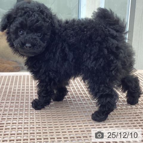 トイ・プードルの写真