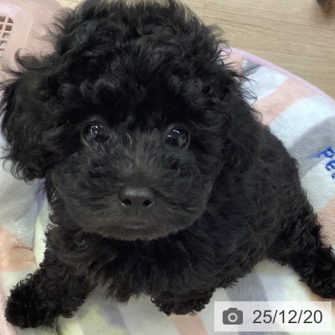 トイ・プードルの写真