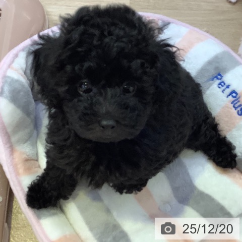 トイ・プードルの写真