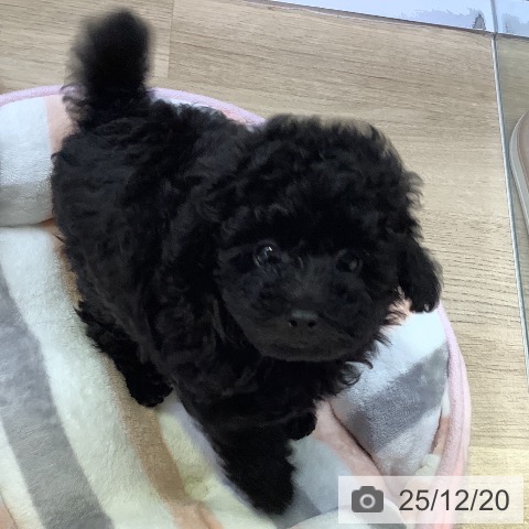 トイ・プードルの写真