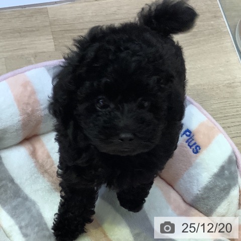 トイ・プードルの写真