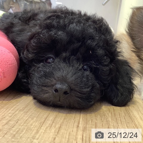 兵庫県のトイプードル(トイ) (ペットプラス 明石店/2025年10月8日生まれ/女の子/ブラック)の子犬の3枚目の画像