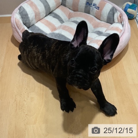 フレンチ・ブルドッグの写真