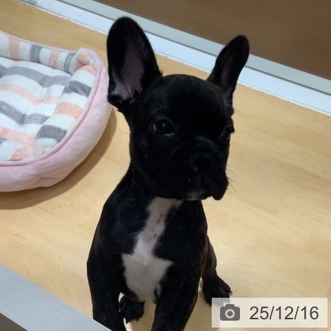 フレンチ・ブルドッグの写真