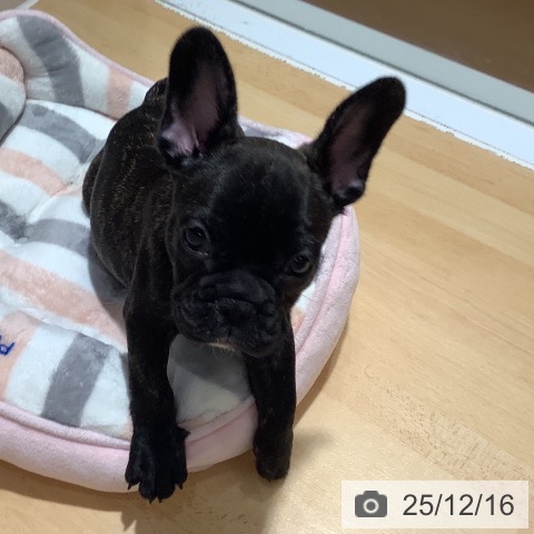 フレンチ・ブルドッグの写真