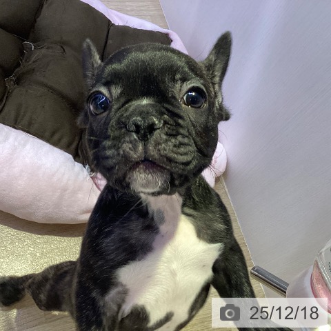 兵庫県のフレンチブルドッグ (ペットプラス 明石店/2025年10月7日生まれ/男の子/ブリンドル)の子犬の4枚目の画像