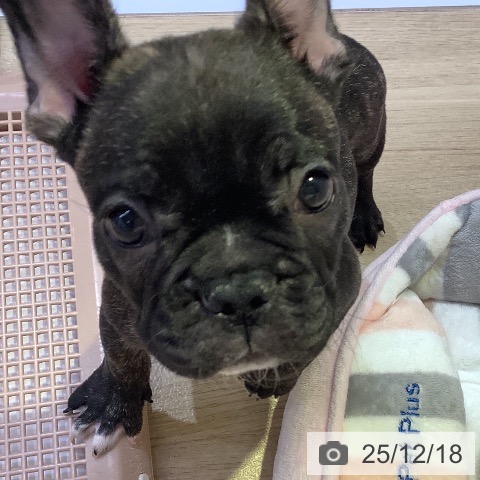 兵庫県のフレンチブルドッグ (ペットプラス 明石店/2025年10月7日生まれ/男の子/ブリンドル)の子犬の3枚目の画像