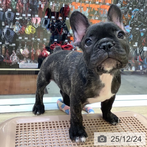 兵庫県のフレンチブルドッグ (ペットプラス 明石店/2025年10月7日生まれ/男の子/ブリンドル)の子犬の3枚目の画像