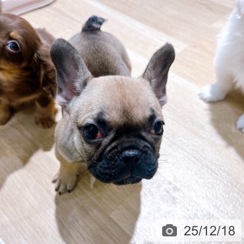 大阪府のフレンチブルドッグ (ペットプラス イオン大日店/2025年10月8日生まれ/女の子/フォーン)の子犬の4枚目の画像