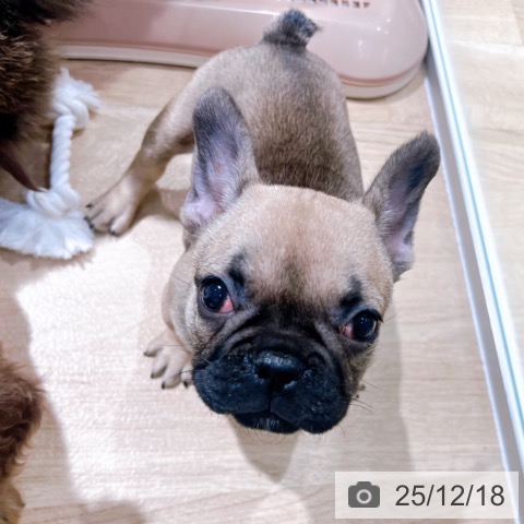 大阪府のフレンチブルドッグ (ペットプラス イオン大日店/2025年10月8日生まれ/女の子/フォーン)の子犬の3枚目の画像