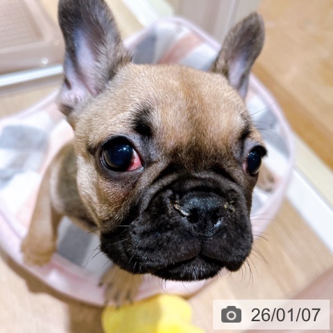 大阪府のフレンチブルドッグ (ペットプラス イオン大日店/2025年10月8日生まれ/女の子/フォーン)の子犬の4枚目の画像