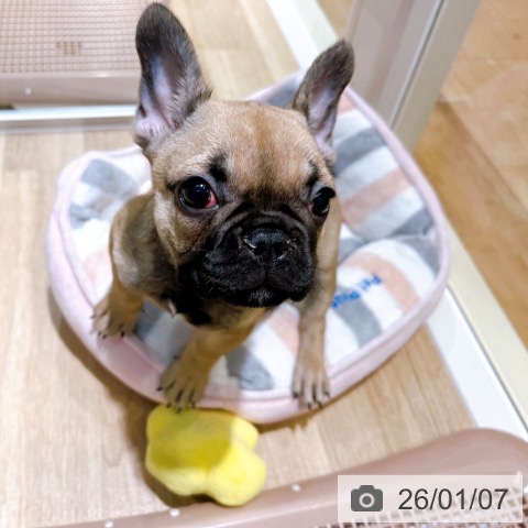 大阪府のフレンチブルドッグ (ペットプラス イオン大日店/2025年10月8日生まれ/女の子/フォーン)の子犬の3枚目の画像