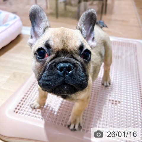 大阪府のフレンチブルドッグ (ペットプラス イオン大日店/2025年10月8日生まれ/女の子/フォーン)の子犬の3枚目の画像
