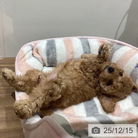 鳥取県のトイプードル(トイ) (ペッツワン 日吉津店/2025年10月10日生まれ/女の子/アプリコット)の子犬の4枚目の画像