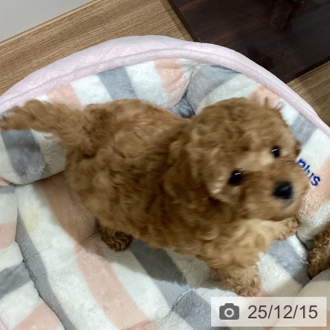 鳥取県のトイプードル(トイ) (ペッツワン 日吉津店/2025年10月10日生まれ/女の子/アプリコット)の子犬の3枚目の画像