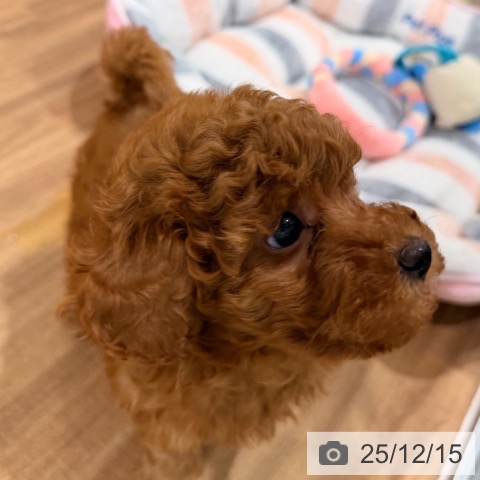 岡山県のトイプードル(トイ) (ペッツワン 岡山南店/2025年10月10日生まれ/女の子/アプリコット)の子犬の4枚目の画像