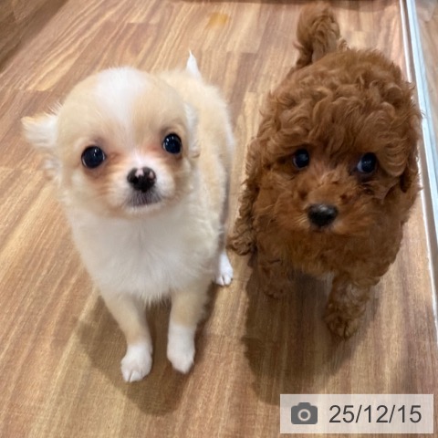 岡山県のトイプードル(トイ) (ペッツワン 岡山南店/2025年10月10日生まれ/女の子/アプリコット)の子犬の3枚目の画像