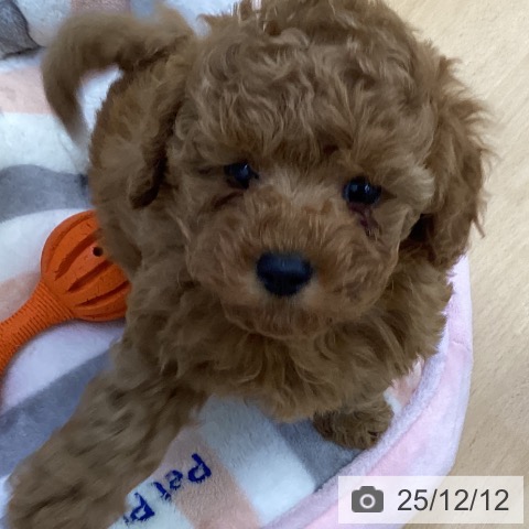 トイ・プードルの写真