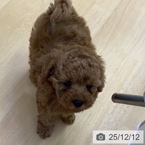 トイ・プードルの写真