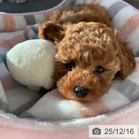 香川県のトイプードル(トイ) (ペットプラス 綾川店/2025年10月10日生まれ/女の子/アプリコット)の子犬の4枚目の画像