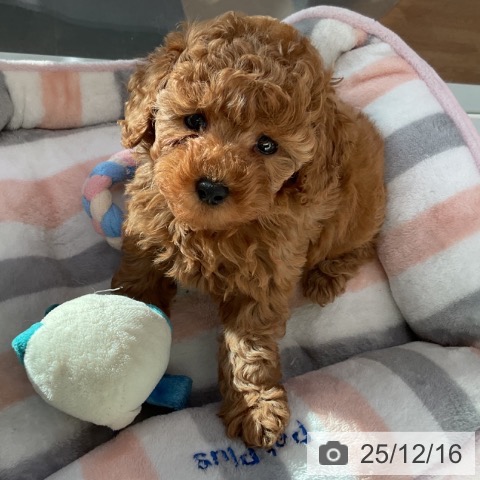 香川県のトイプードル(トイ) (ペットプラス 綾川店/2025年10月10日生まれ/女の子/アプリコット)の子犬の3枚目の画像